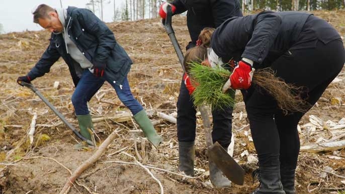 Klar employees plant trees in FSC-certified forests